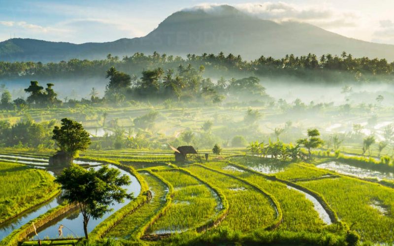 daerah bali yang banyak sawah